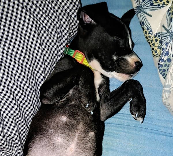 Xena