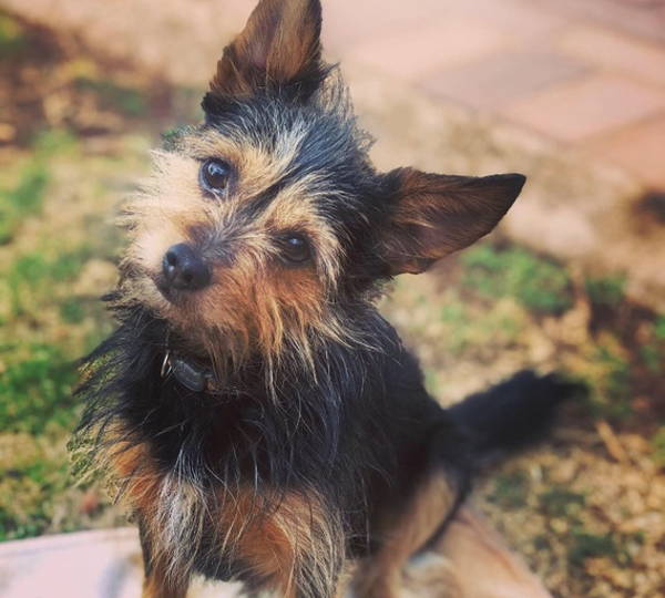 Milo