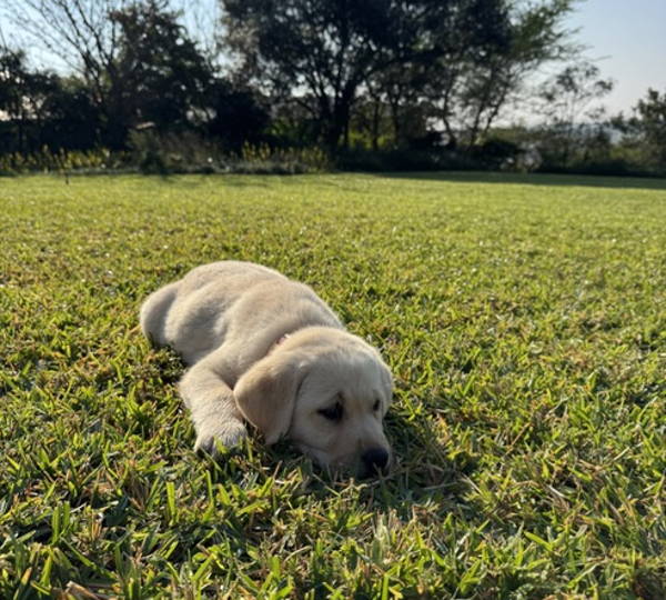 Nala