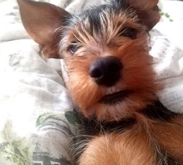 Dexter