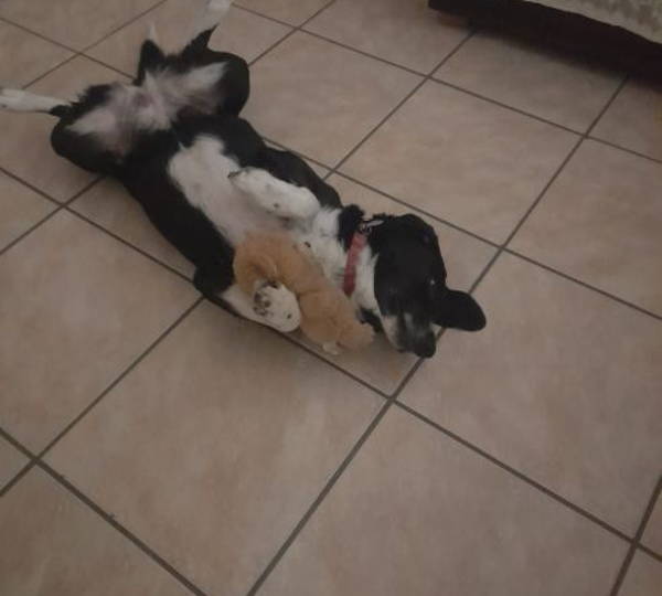 Cora