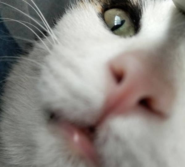 Nala