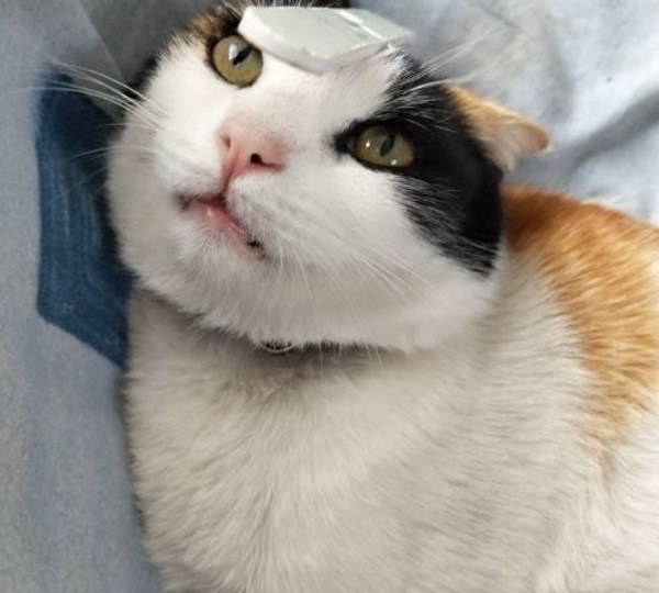 Nala