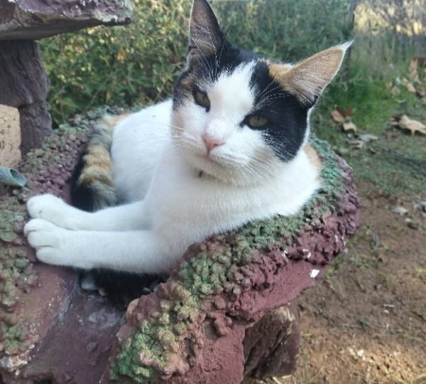 Nala