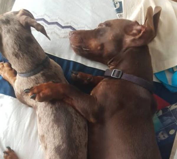 Milo & Bella