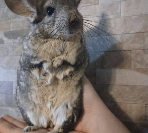 Gizmo
