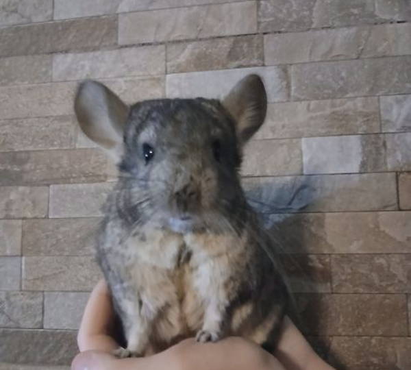Gizmo