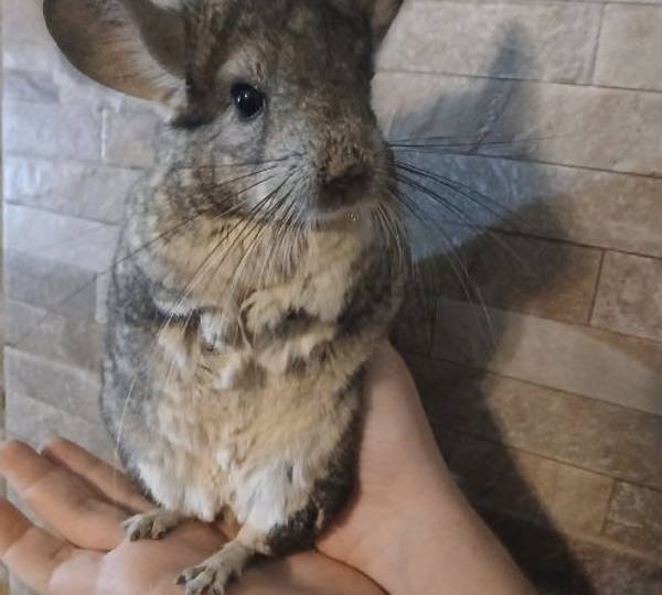 Gizmo