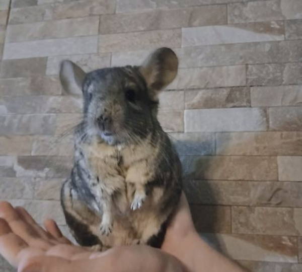 Gizmo