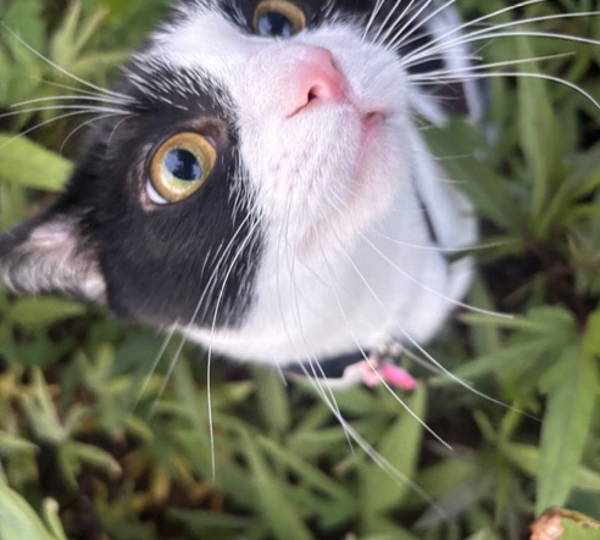 Zoe