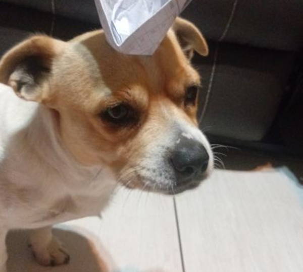 Gizmo