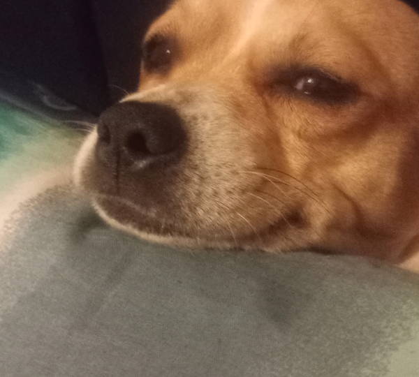 Gizmo