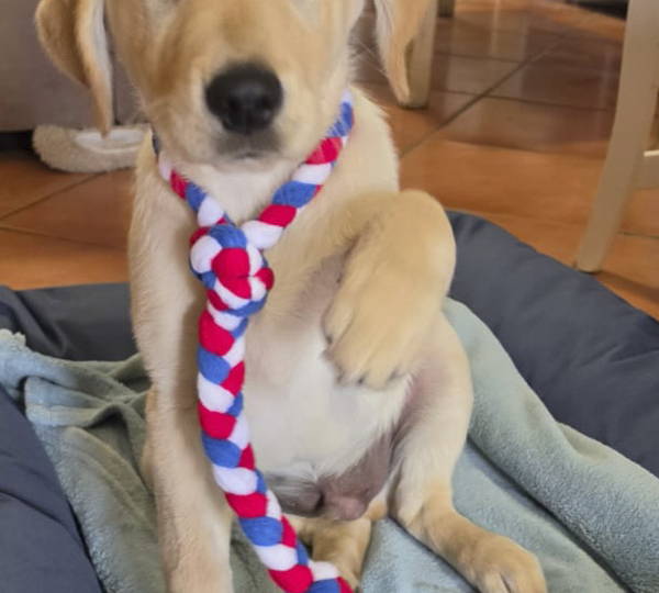 Buddy