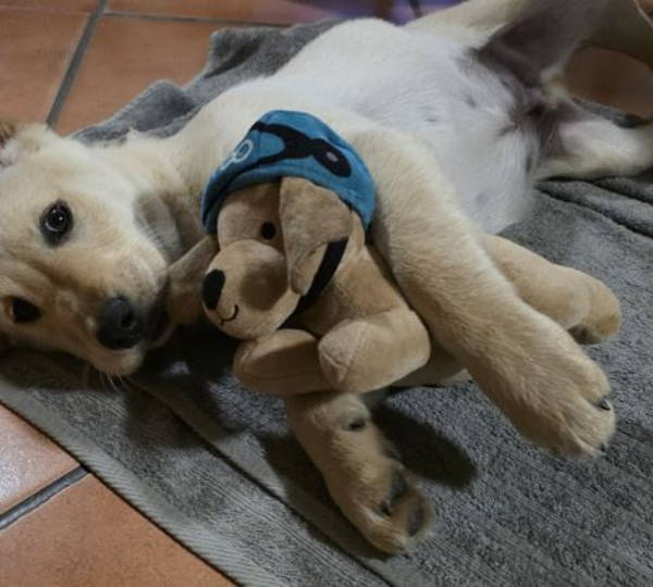 Buddy