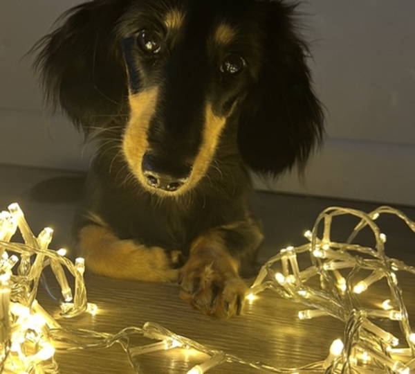 Bailey