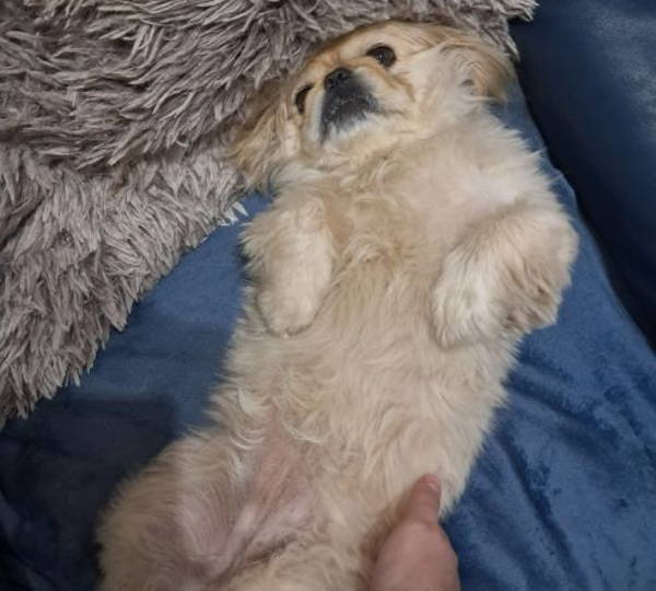 Beans