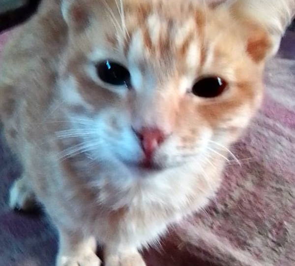Amigo