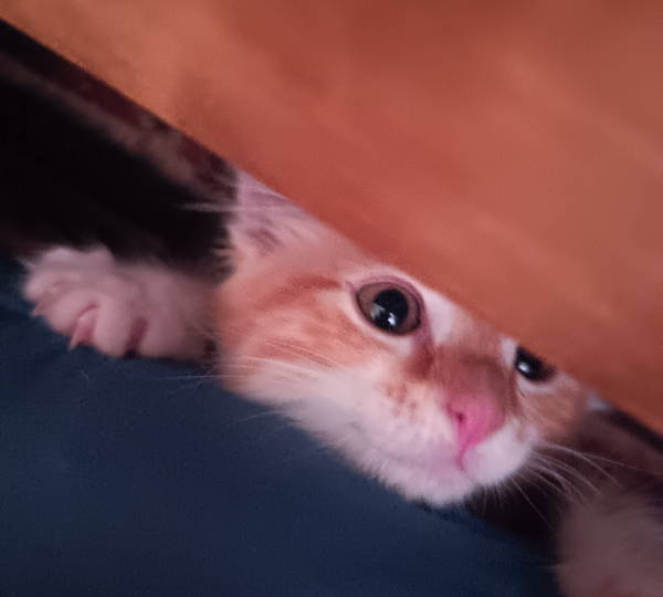 Nugget