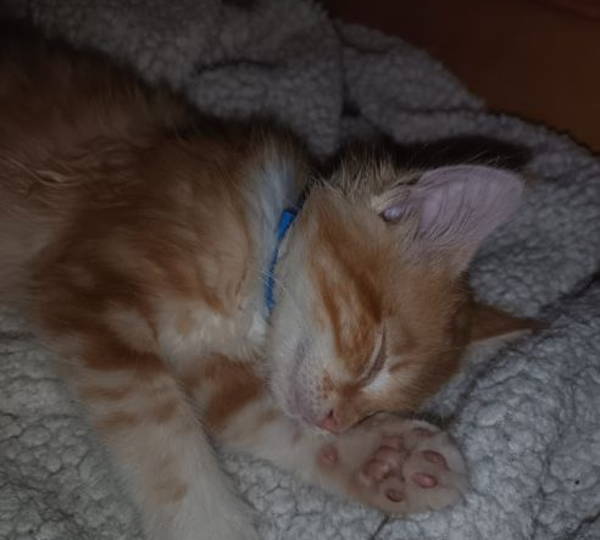 Nugget