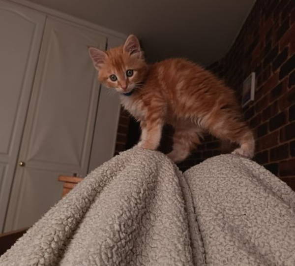 Nugget