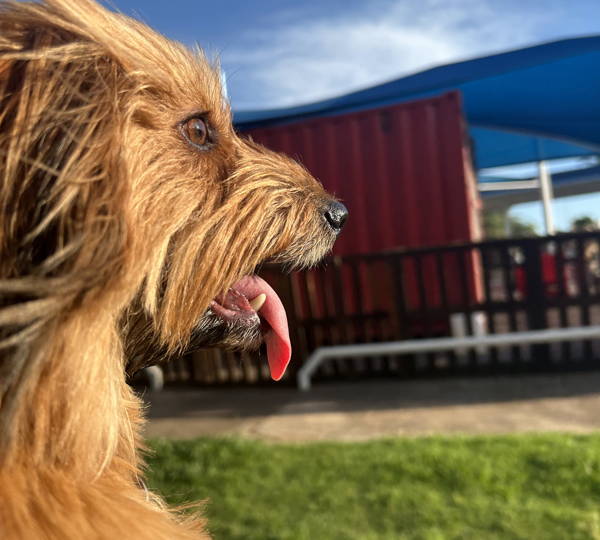Bailey