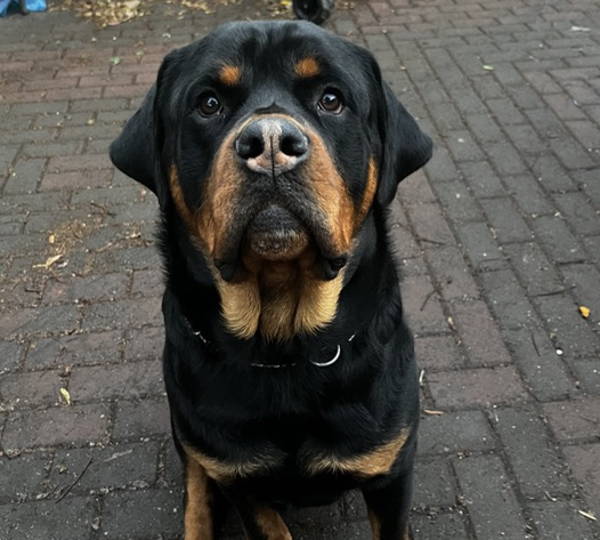 Bruno