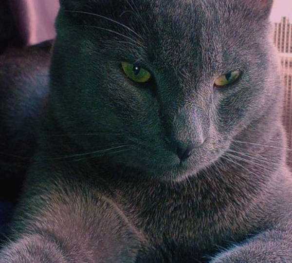 Ash