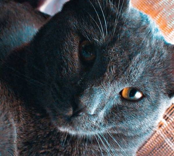 Ash