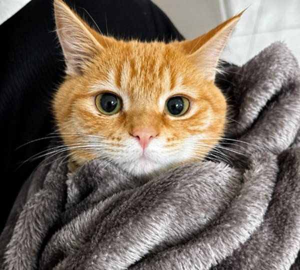 Leo