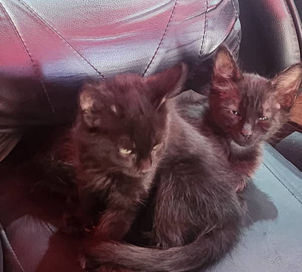 Lucifer & Lilith